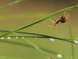 Spider, blades, drops, grass