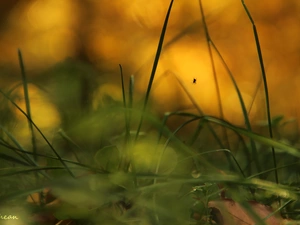 grass, small, Spider