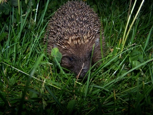grass, hedgehog, Spikes