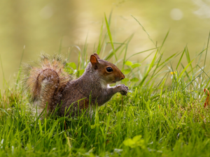 grass, sitting, squirrel