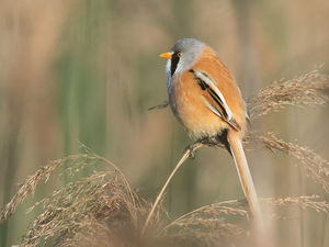 Bird, grass, stalk, Bearded Tit