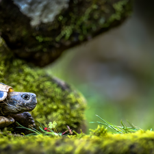 grass, turtle, Stones