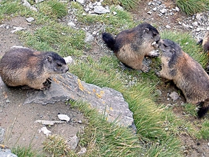 grass, whistlers, Stones