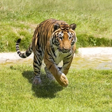 grass, tiger, stream