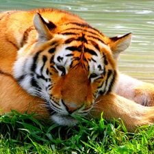 tiger, grass