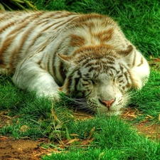 grass, sleepy, tiger