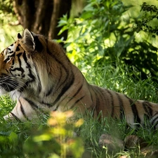 tiger, viewes, grass, trees