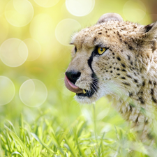 grass, Cheetah, tongue
