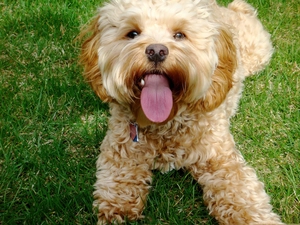 grass, poodle, Tounge