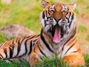 grass, tiger, Tounge