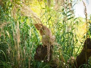 grass, Cheetah, trees