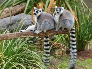 grass, lemurs, trees