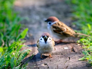viewes, grass, trunk, trees, Mazurkas