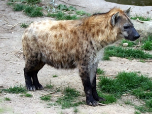 grass, hyena, Tufts