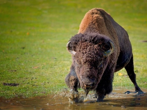 grass, Bison, water
