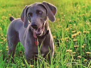grass, pointer, Weimar