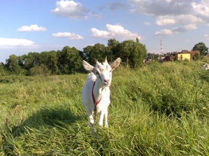 grass, goat, White