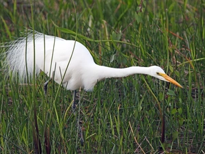 grass, heron, White