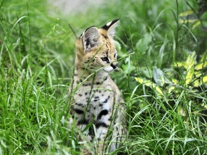animal, grass, wild, cat, Serval