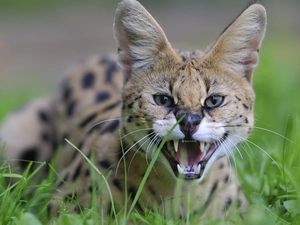 animal, grass, wild, cat, Serval