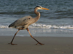 heron, wander, sea, gray