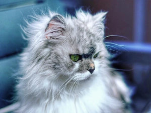 Gray, persian