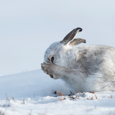 snow, white and gray, Wild Rabbit