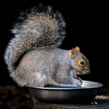 squirrel, bowl, food, Gray