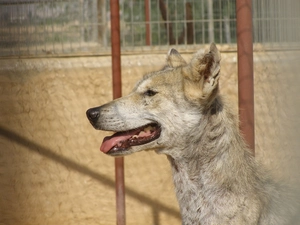 Wolf, Head, Cage, Gray
