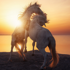 Two cars, sea, Great Sunsets, bloodstock