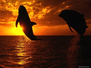 Great Sunsets, dolphins