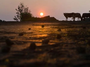 trees, viewes, Cows, Great Sunsets, Field