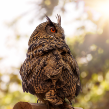 owl, wooden, Block, Great Horned Owl