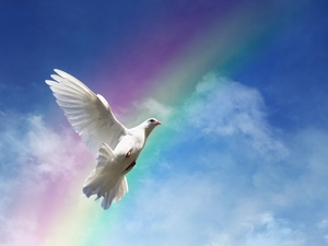 Bird, Great Rainbows, Sky, pigeon