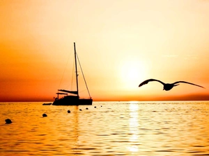 sea, Great Sunsets, Bird, Yacht