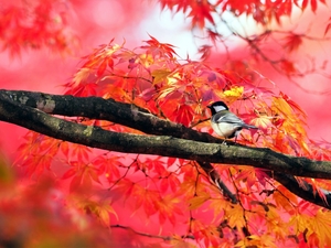 Great Tit, trees, autumn, maple, Leaf, tit, Bird, branch