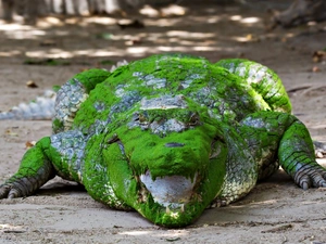 Green, Alligator