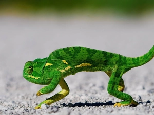 Green, Cameleon
