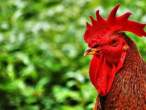 green, rooster, comb