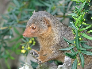 green, mongoose, dwarf