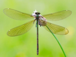 Green, dragon-fly