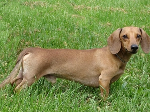 grass, Dachshund Shorthair, Green