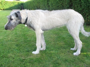 grass, Irish Wolfhound, Green