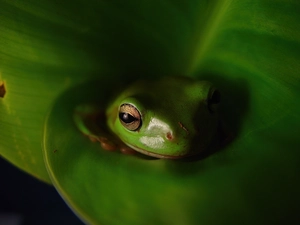 leaf, strange frog, Green