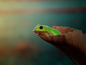 Green Frog, leaf