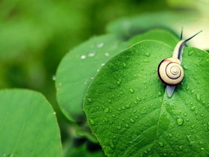 green, snail, leaf