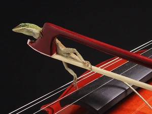 Green Anolis, lizard