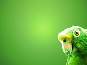 Green, parrot