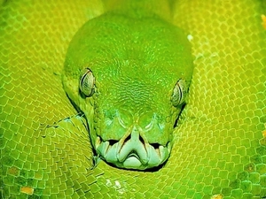 Green, convoluted, python