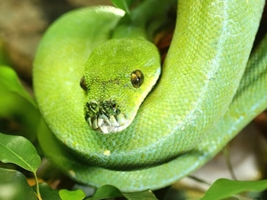 Green, Snake, python